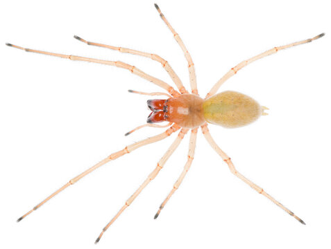 Cheiracanthium punctorium, one of several species the yellow sac spider. Dorsal view of yellow sac spider Cheiracanthium punctorium isolated on white background.