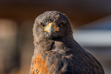 Hawk