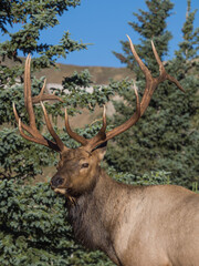 rocky mountain bull elk in the woods