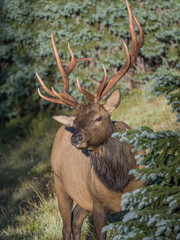 rocky mountain bull elk in the woods