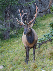rocky mountain bull elk in the woods