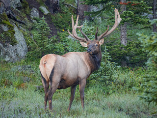 Naklejka na ściany i meble rocky mountain bull elk in the woods