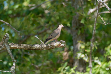 A Mourning Dove Perched On A Tree Branch In Summer