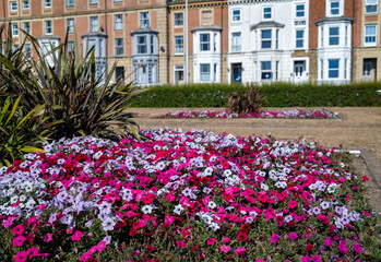 Pretty pink, red and white flowers in a clifftop park in the seaside town of Lowestoft on the Suffolk coast