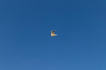 seagull in flight over a cloudless blue sky