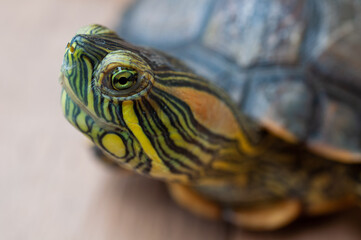 Tartaruga da espécie cágado cabeça com casco réptil