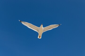 seagull in flight over a cloudless blue sky