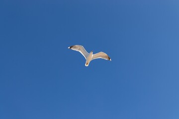 seagull in flight over a cloudless blue sky