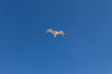 seagull in flight over a cloudless blue sky
