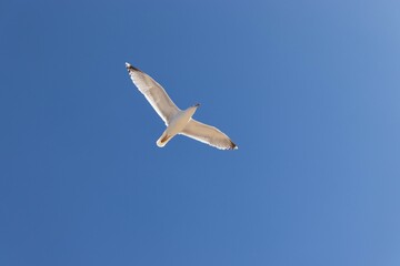 Fototapeta premium seagull in flight over a cloudless blue sky