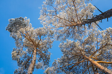 Pines in the snow against the blue sky - 525412309