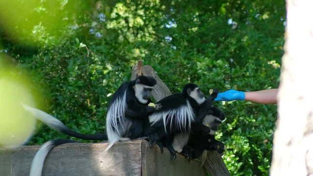 Black-and-white colobus or colobi - Colobus guereza, monkey native to Africa. Four monkeys eating at the zoo.