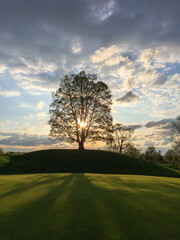 Obraz premium sunset in the field