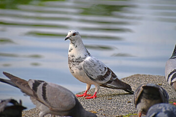 Feral pigeon