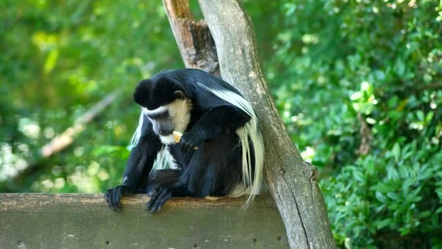 Black-and-white colobus or colobi - Colobus guereza, monkey native to Africa. The monkey takes his food.