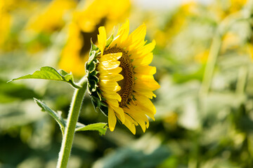 sunflower field 