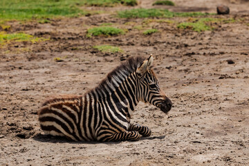 Fototapeta na wymiar a small zebra foal lies in a meadow and looks into the camera very closely. Ngoro Ngoro National African Park