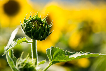 sunflower field 
