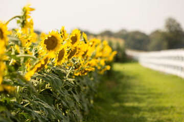 sunflower field