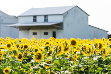 sunflower field 