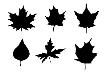 Leaf shapes vector illustration. Maple and other trees leaves. Foliage silhouette design for sticker, stencil, color book.