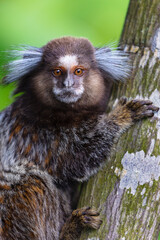 Portrait of a Monkey