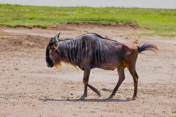 one adult African wildebeest on the loose stands close and looks at the camera in Ngoro Ngoro...