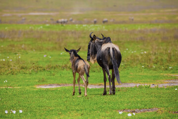 a newborn cub of wildebeest next to his mother stands very close on a green meadow in the African Ngoro Ngoro Park