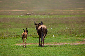 Naklejka na ściany i meble a newborn cub of wildebeest next to his mother stands very close on a green meadow in the African Ngoro Ngoro Park