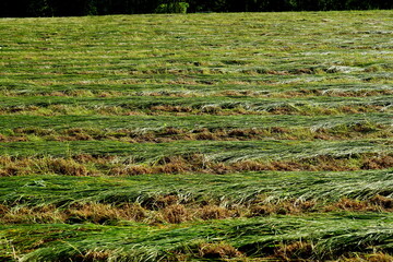 Landschaft in Woiwodschaft Westpommern mit gemähter Wiese im Sommer
