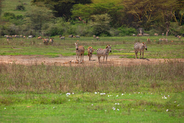 a large herd of zebras on a green meadow against the background of trees in the ngorongoro national park