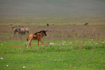 Naklejka premium a newborn cub of wildebeest alone stands very close on a green meadow in the African Ngoro Ngoro Park