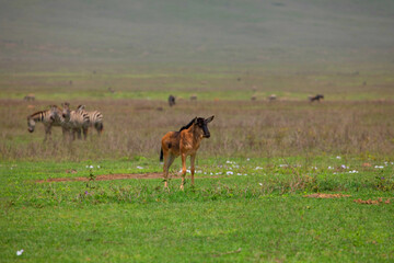 a newborn cub of wildebeest alone stands very close on a green meadow in the African Ngoro Ngoro Park