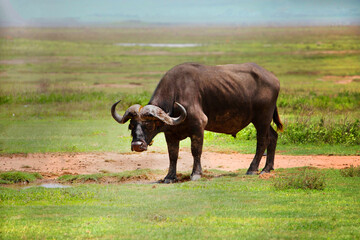 portrait of a large African buffalo. against the backdrop of a green meadow in the African reserve ngorongoro