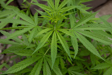 Close up of a marijuana plant in nature