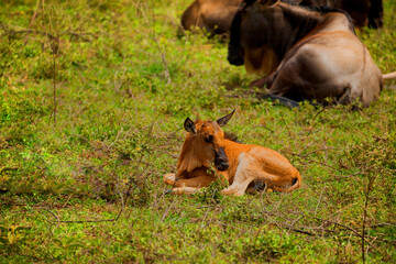 Naklejka na ściany i meble a small herd of wildebeests with newborns cubs is located on a green meadow in the African Ngoro Ngoro Park very close to the camera