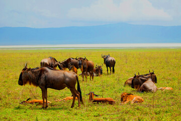  a small herd of wildebeest with newborn cubs is located on a green meadow  in the African Ngoro Ngoro Park very close to the camera