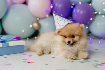 Fototapeta na wymiar small red fluffy pomeranian in a cardboard hat for his birthday sits the background of balloons