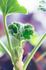 Young pelargonium leaf close-up. Backdrop
