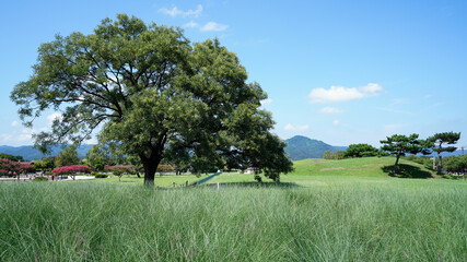 landscape with trees