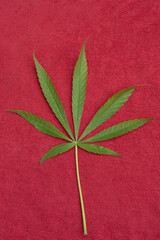 Close up of a marijuana leaf on a red background