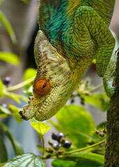 Parson's chameleon (Calumma parsonii) walking down the tree, closeup detail blurred plants...