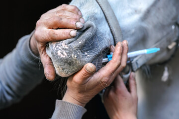 Veterinarian holding horse mouth closed, after applying sedative from small syringe, close-up detail