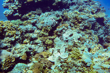 Fototapeta na wymiar Underwater scenery with corals and fish in background. Diving at Anakao, Madagascar