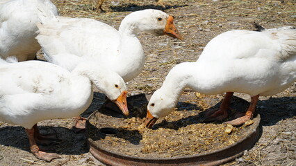 a flock of geese in the poultry farm. flock of ducks.
