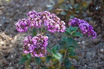 The Cherry Pie Plant. Tiny, star-shaped flowers of deep blue, purple, lavender, or white come in...