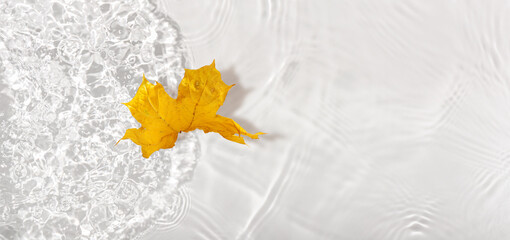 Orange autumn maple leaves macro with drop floating on surface of the water close up. It can be...