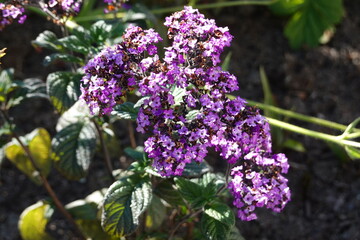 Heliotrope, or cherry pie, is an annual flower with an alluring fragrance.