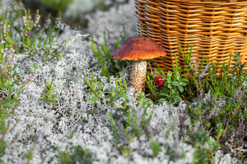 Forest mushroom boletus, cep, porcini, chanterelle collected in a wooden wicker basket. Late summer and autumn harvest. Natural food. Karelia region