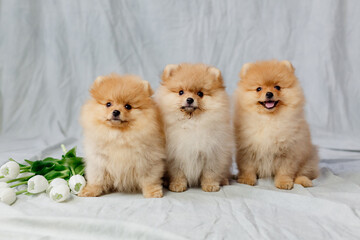 three small red fluffy pomeranians sits on a gray background with white tulips